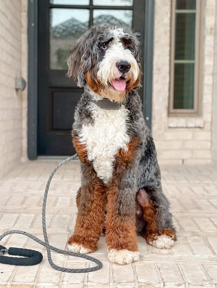 Duke
