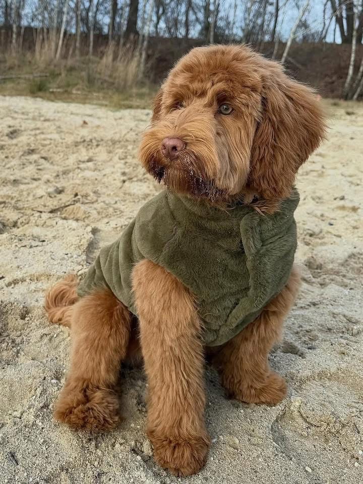 Remi photo 3