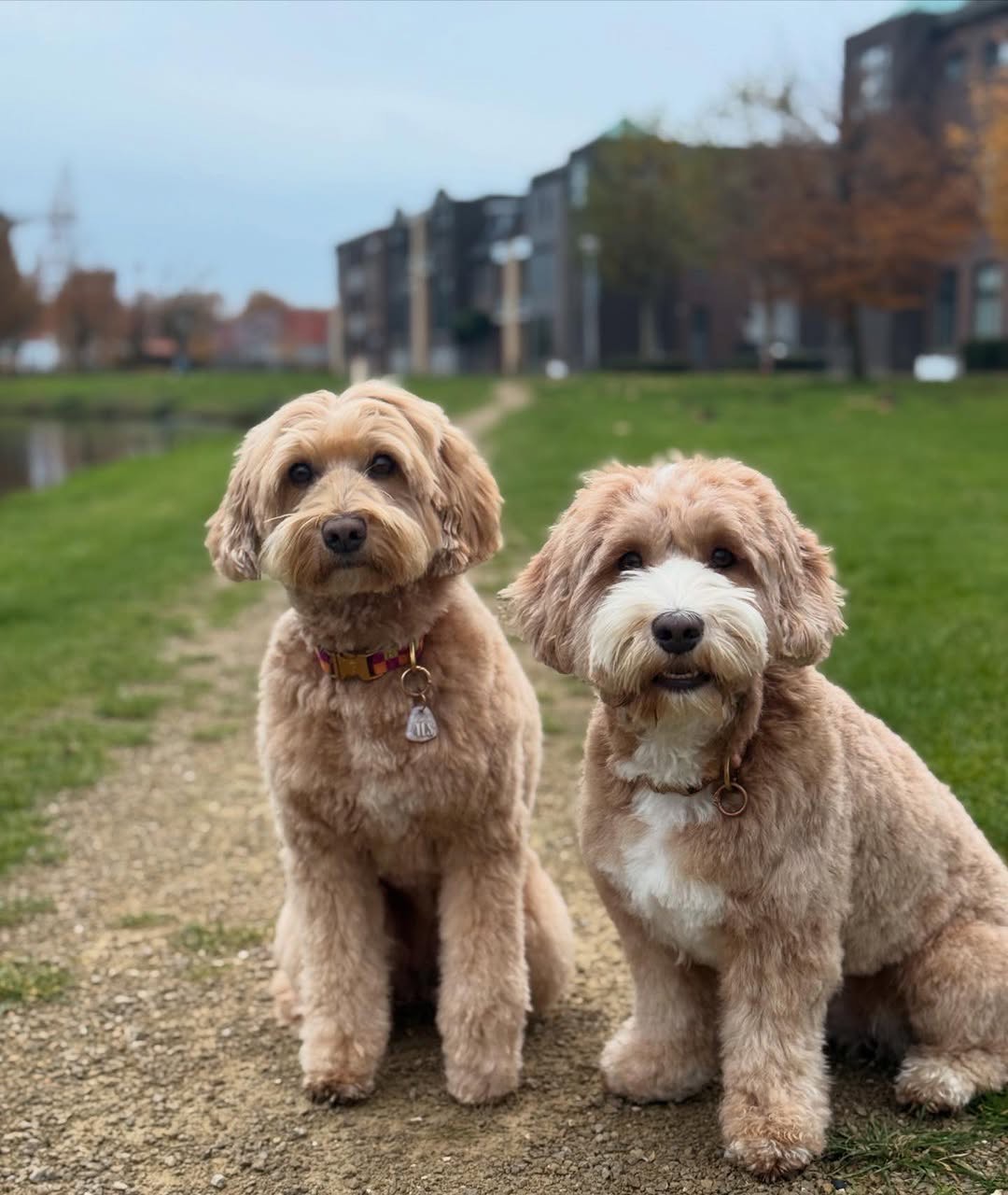 Rescued doodle dogs sitting outdoors